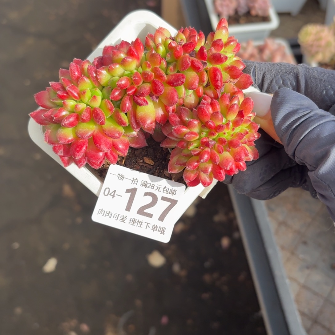 卡罗尔缀无盆土发货无盆