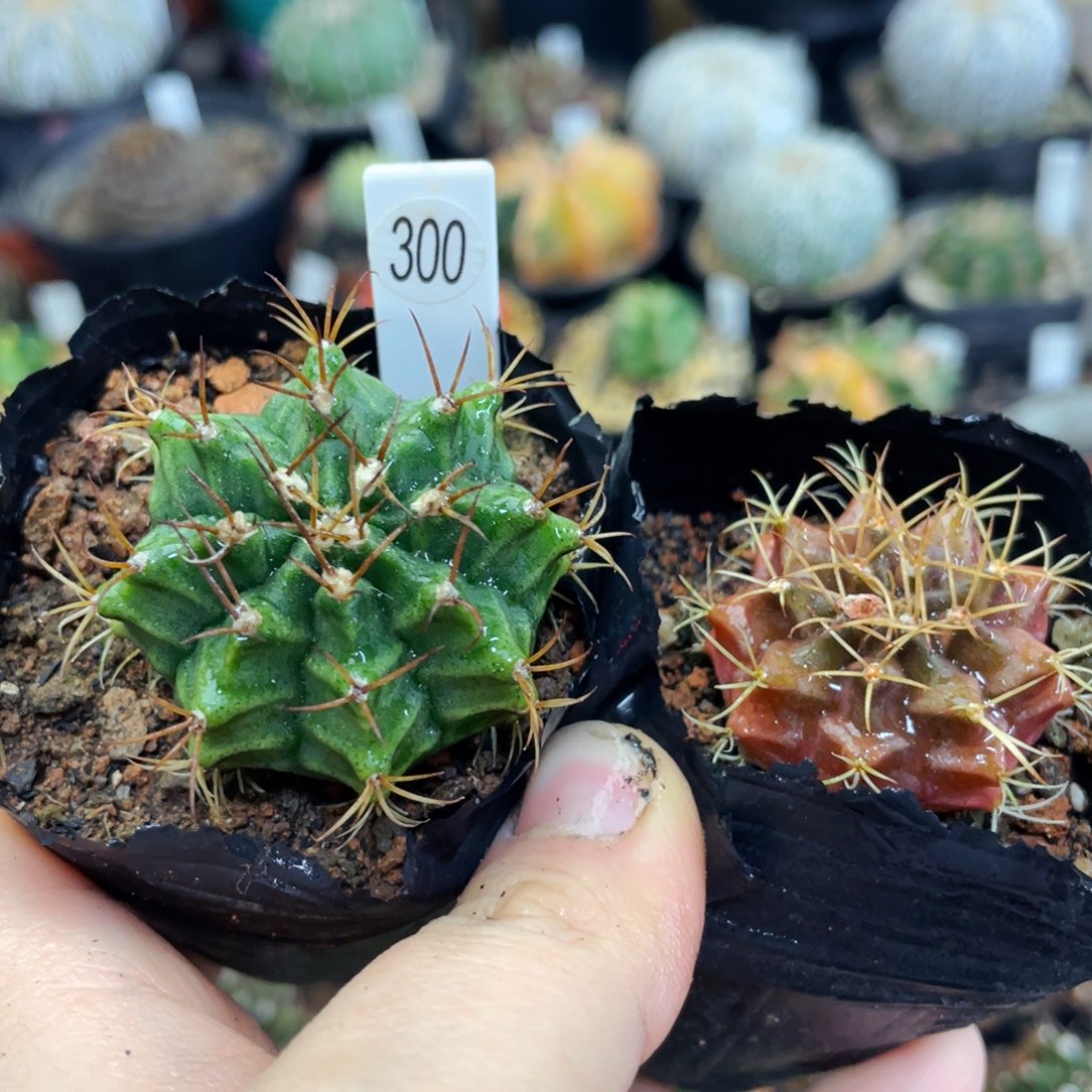 盆5公分满25包邮裸根发货