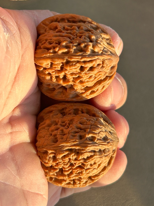 原树承德密纹，品相不好，又名红玛瑙，小石头，上手红，