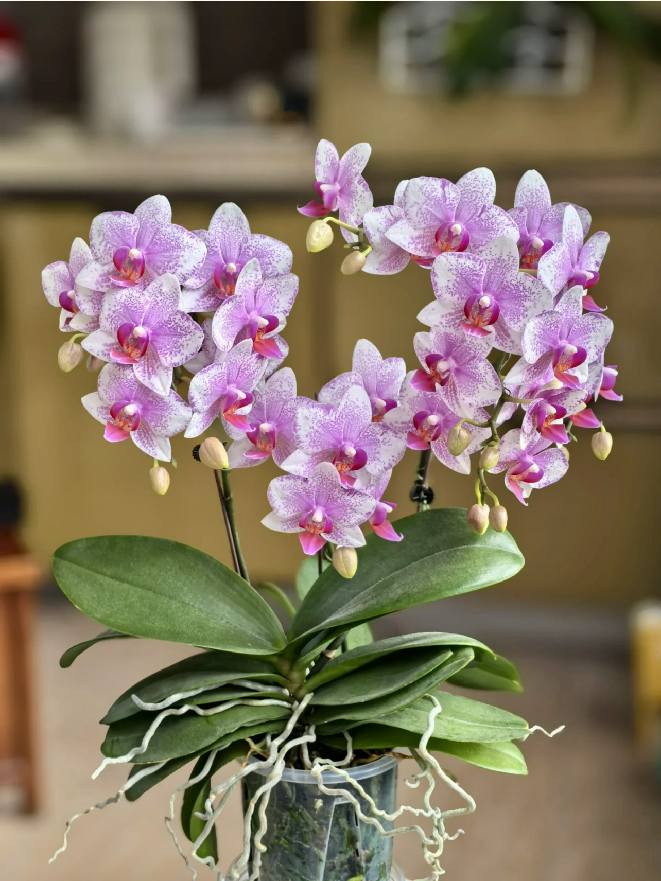 荷兰安祖【鹿特丹】蝴蝶兰蜡质花瓣花期长带花发货