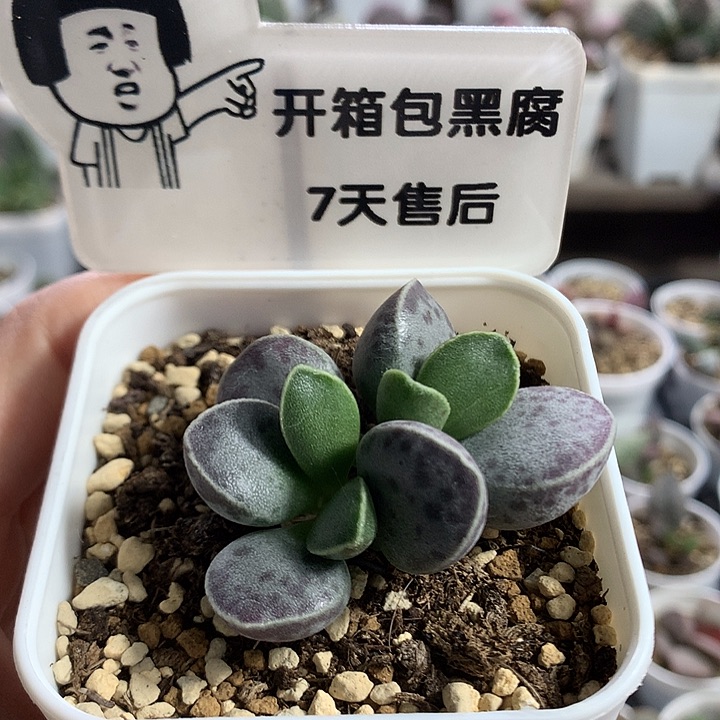 ！****装多肉水泡专拍链接