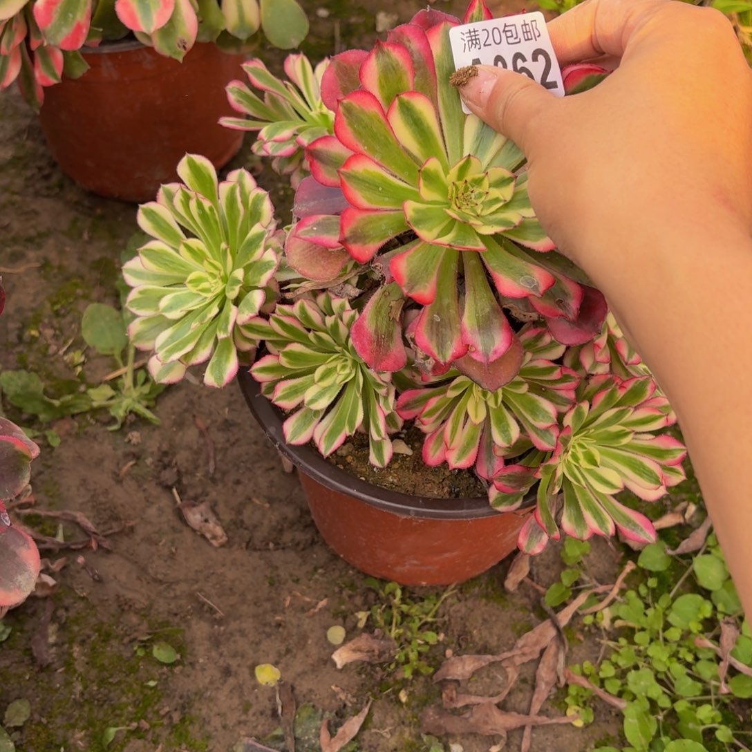 362多肉植物捧花的时候