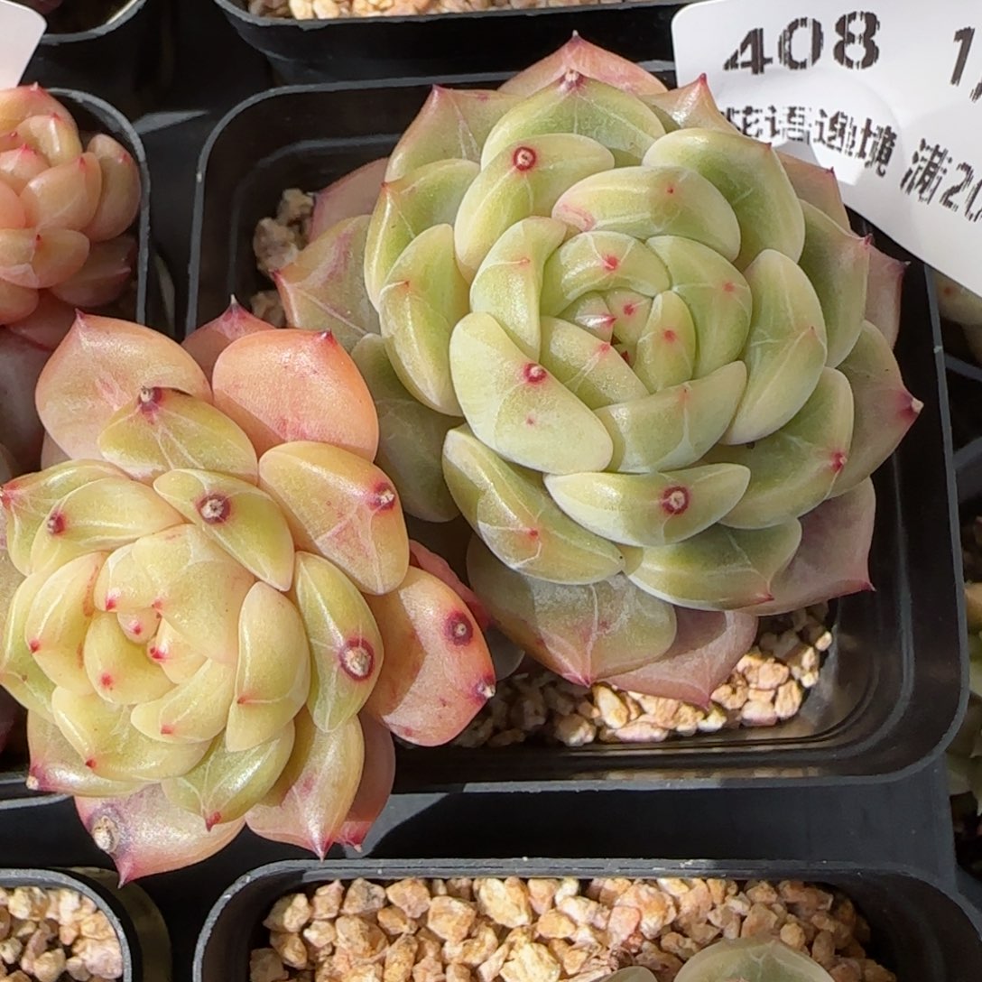 花语逸镜0130-408