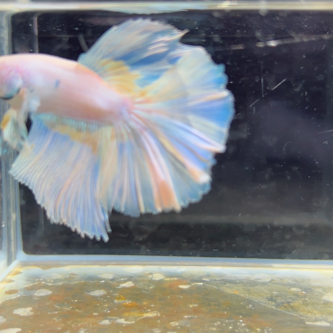 斗鱼浅色特殊尾hhhh