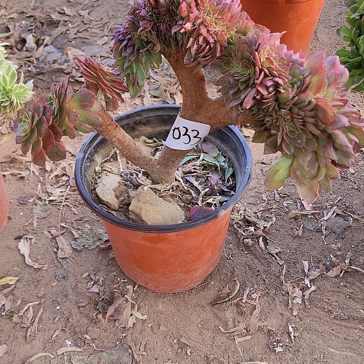 033万黄缀化老板子法师