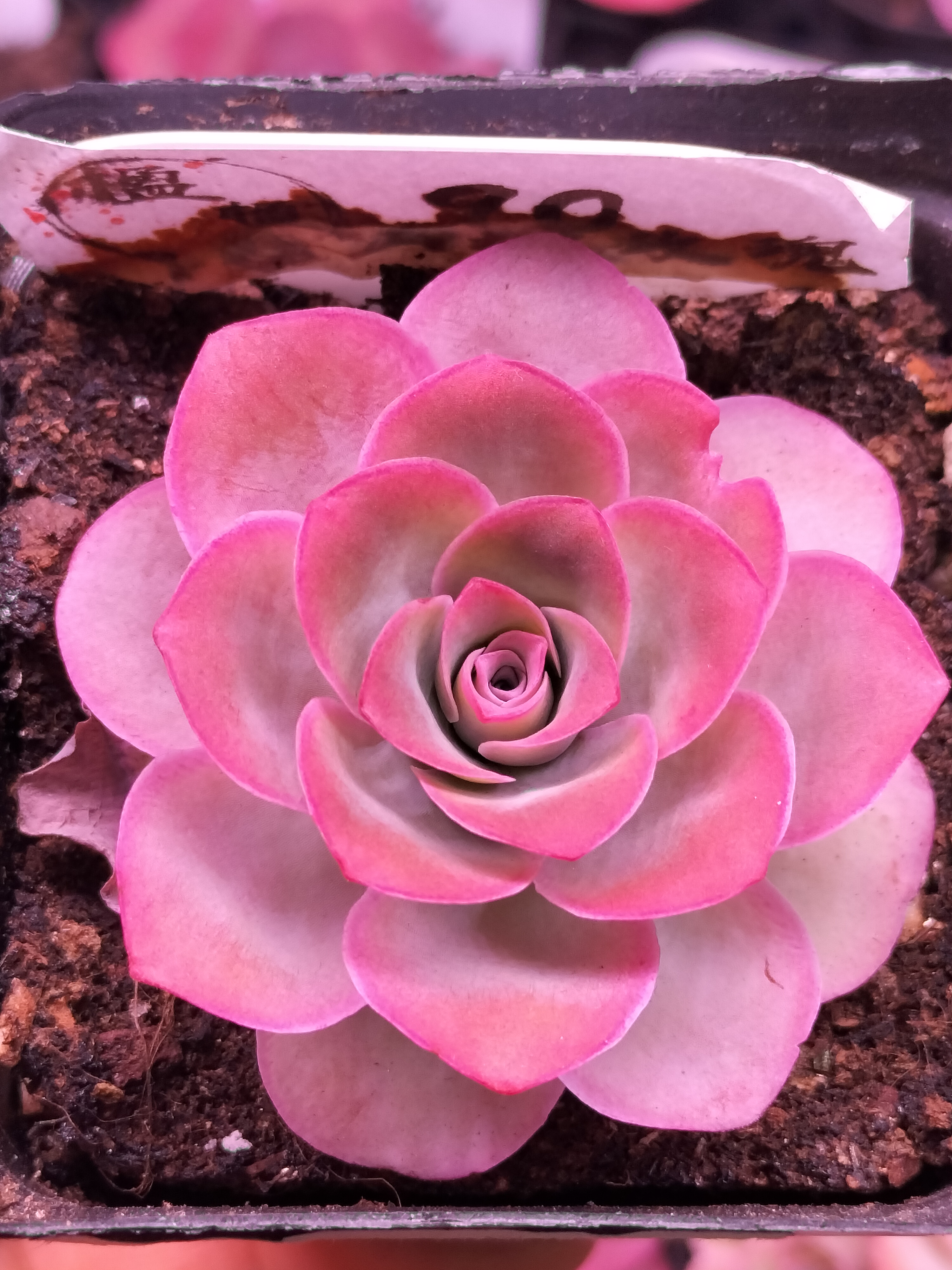 楹楹山地玫瑰/114