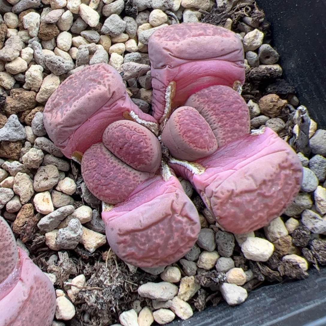 0285号紫碧琉璃 多肉植物