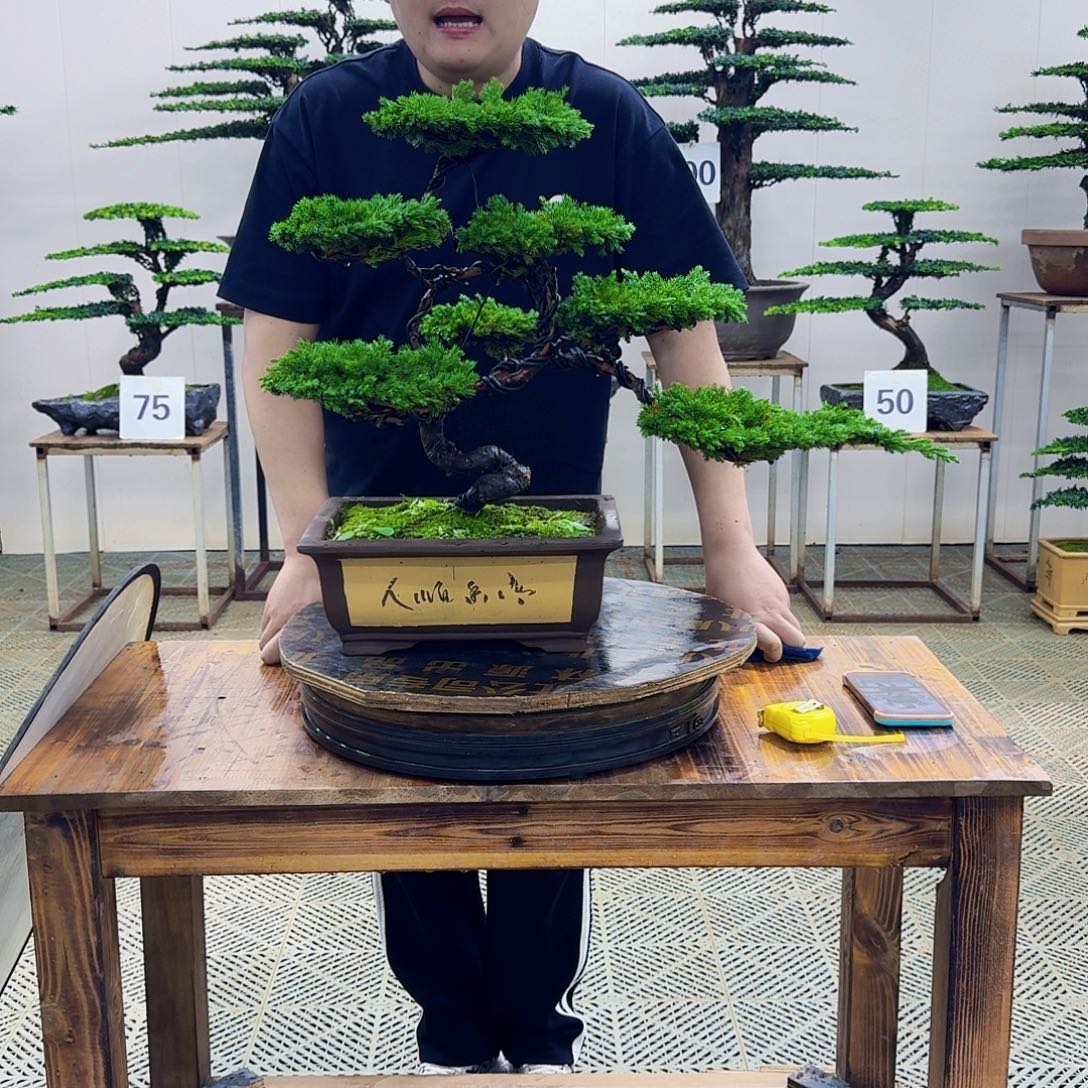 无花朵柏树造型盆景