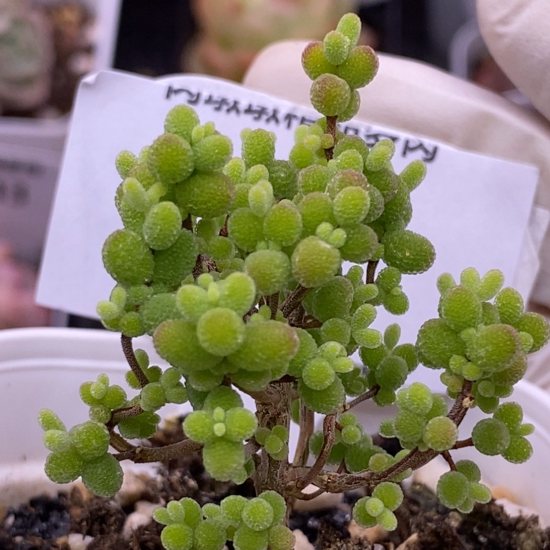 【闪购商品】20-47