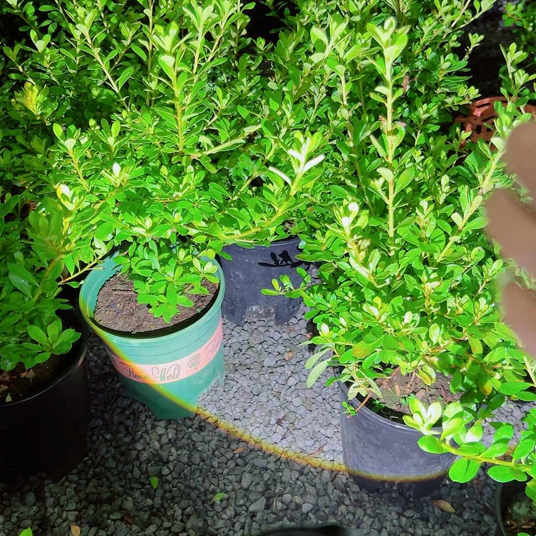 无花朵盆景皋月杜鹃若惠比须