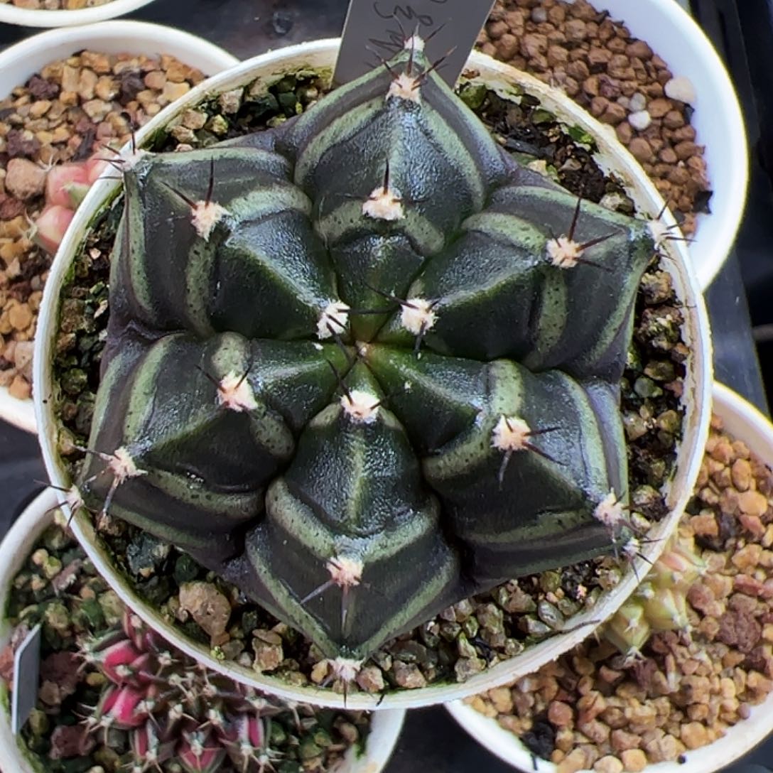 当前无花朵，栽培后可花朵