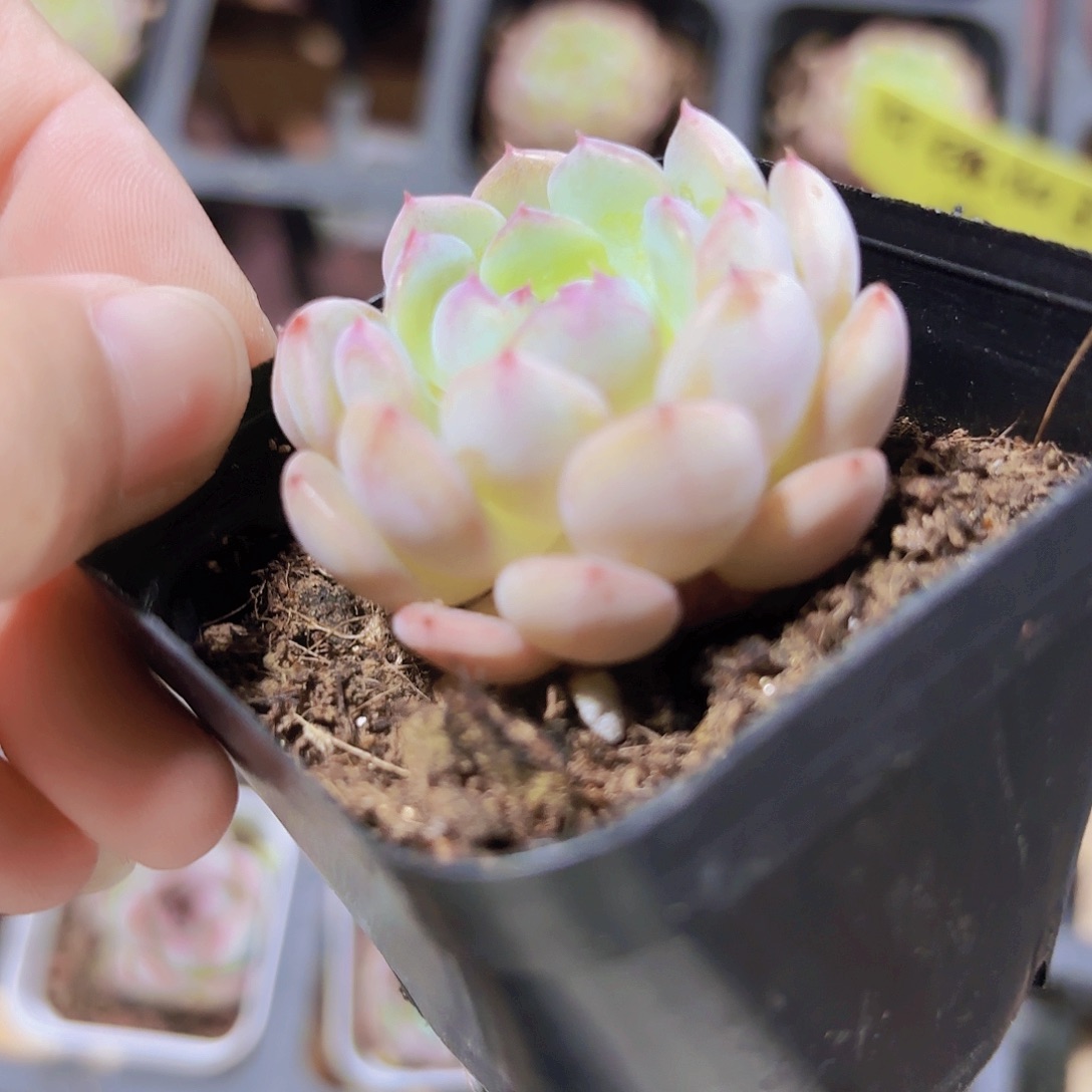 精品白胖子多肉植物