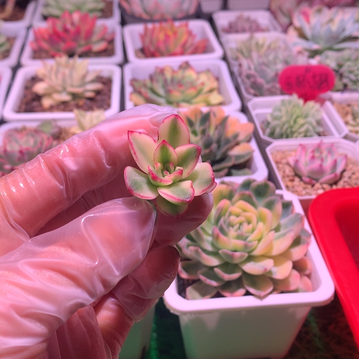 紫梦锦，锦哥多肉