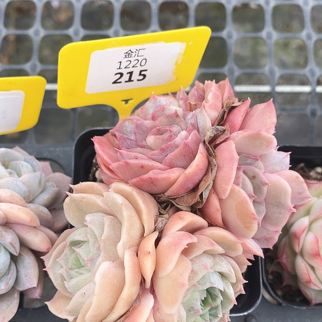 福利多多。1220215