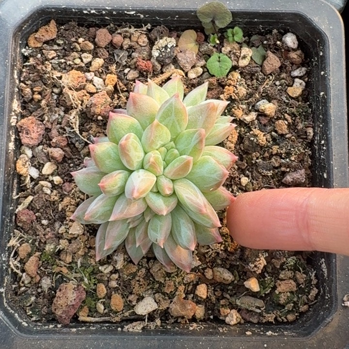 桔云多肉美人精品系列