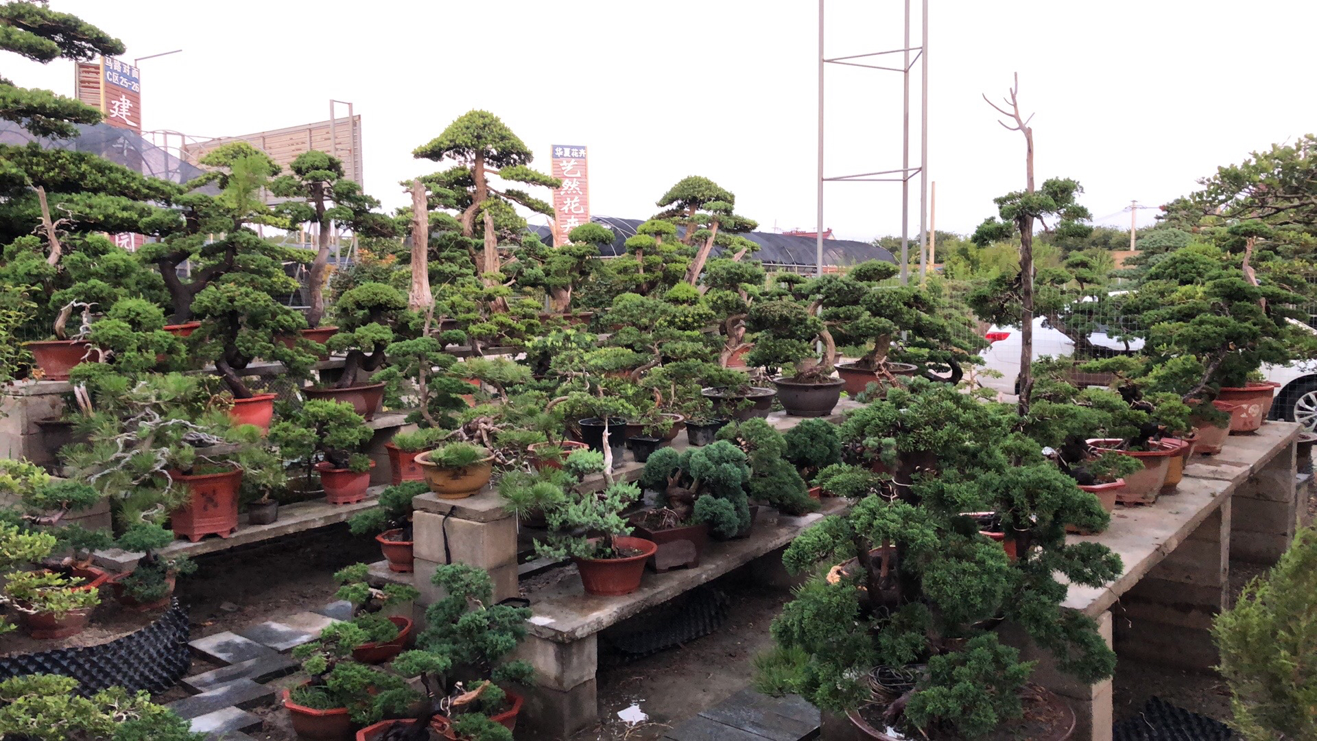 造型盆景 真柏黄杨黑松罗汉松 一物一拍