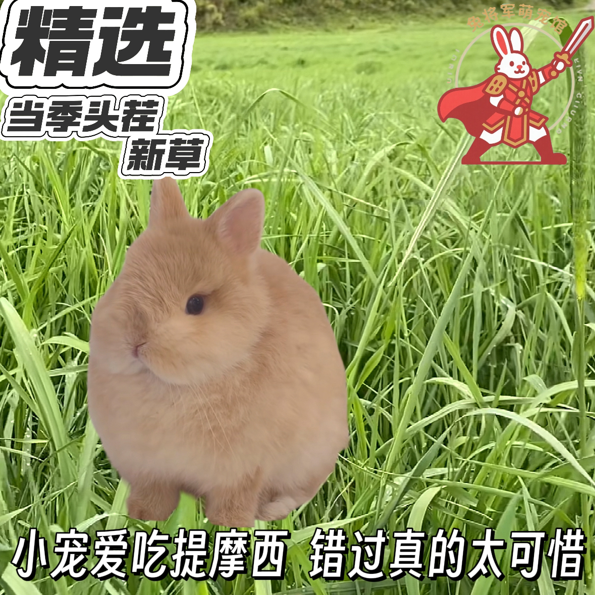 小宠爱吃提摩西错过真的太可惜头茬新草健康美食
