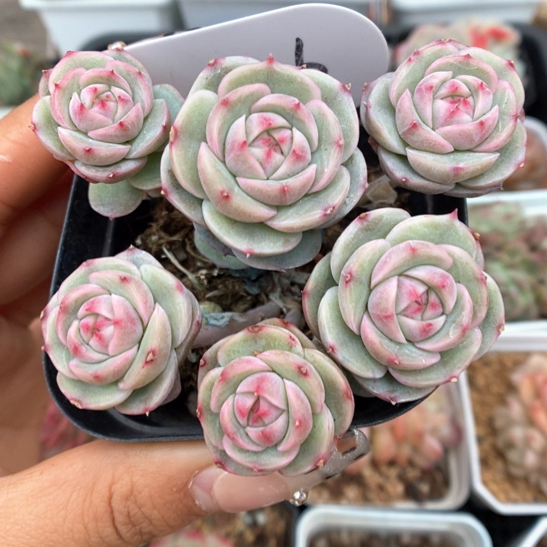 白芷珍妮群生可拍4126号。