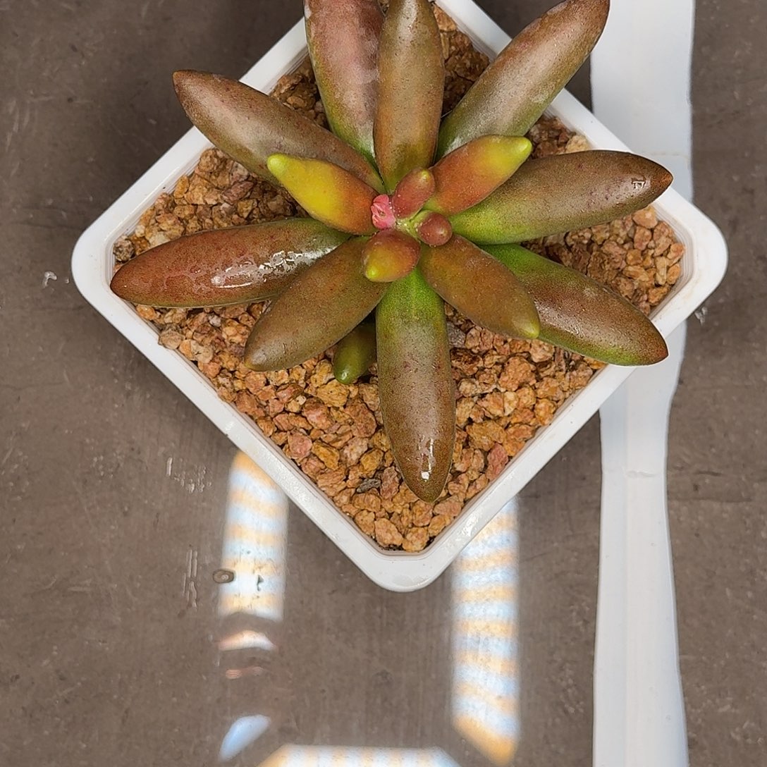 左***死x先生多肉植物寄养