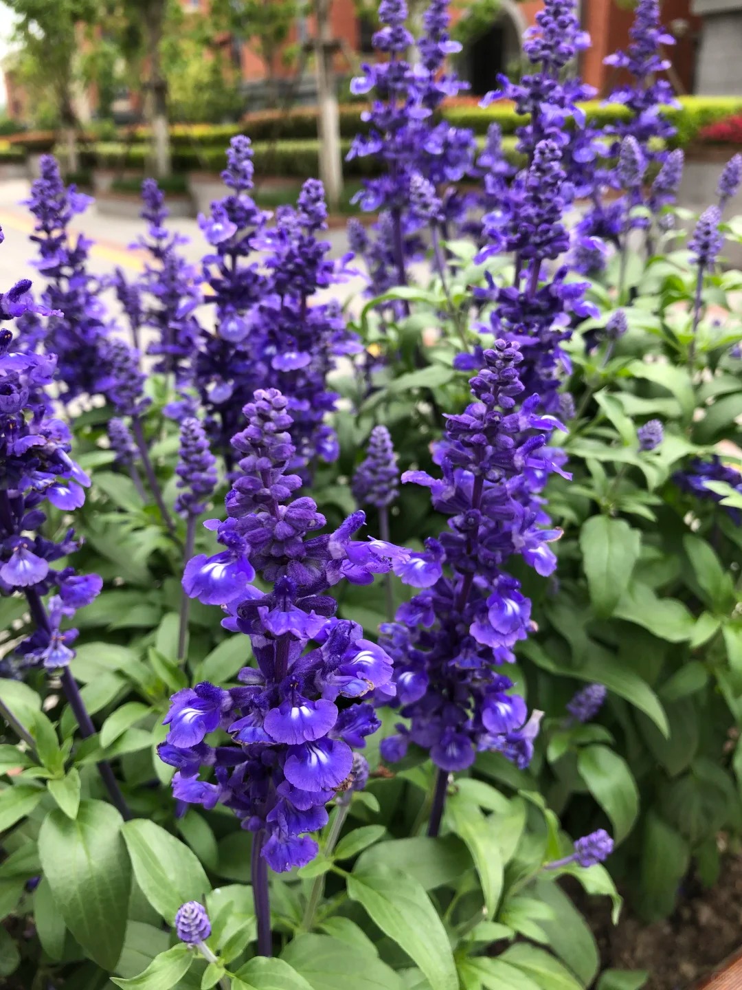 12.24活动。   精油精油