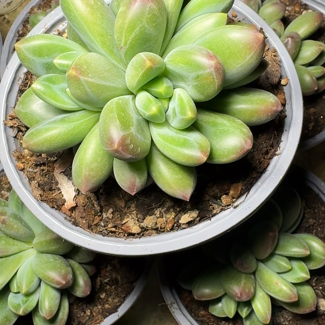 苏***苏玄女3️⃣头多肉植物