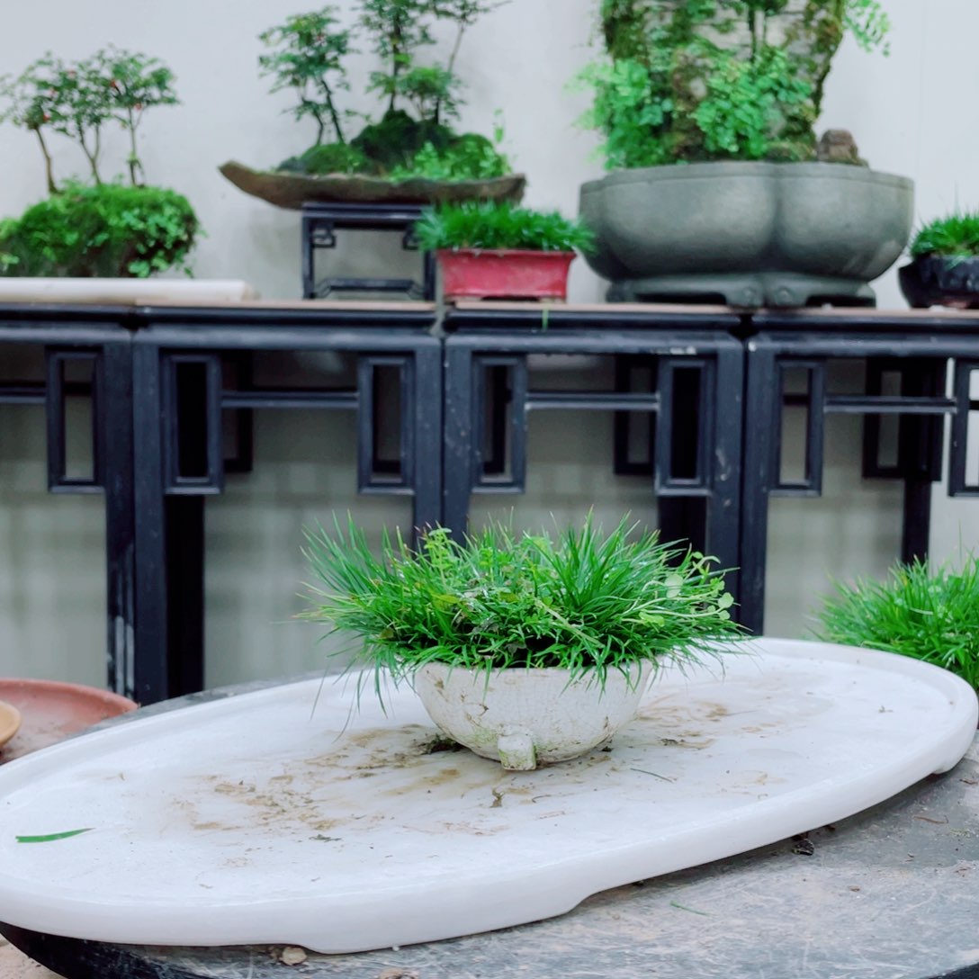 无铅玻璃莲****房铁线蕨等植物的