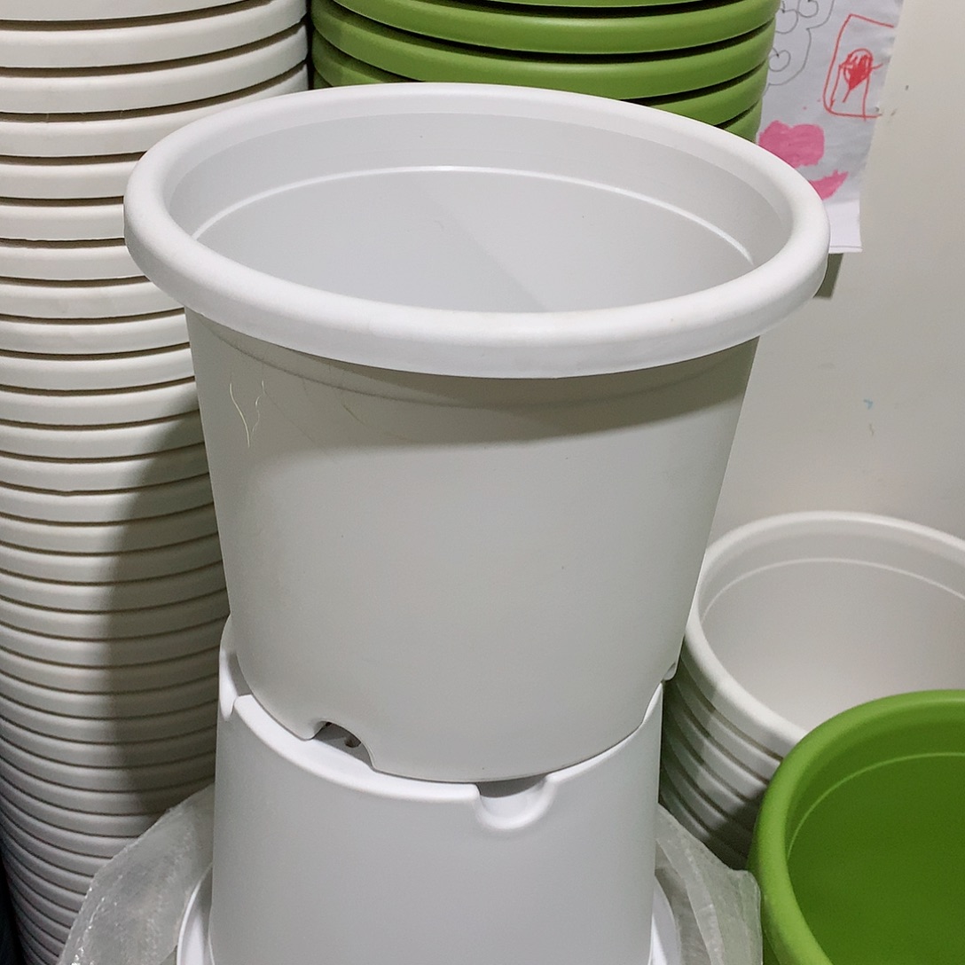 树脂四季口21白10个无托