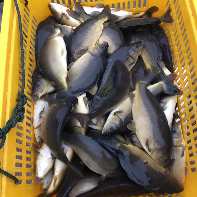 重庆裸鲤 无甲鲤鱼 水族活体