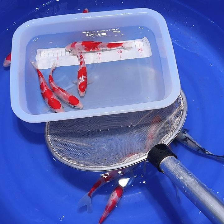 海水鱼贵妇人也不知道不会是因为