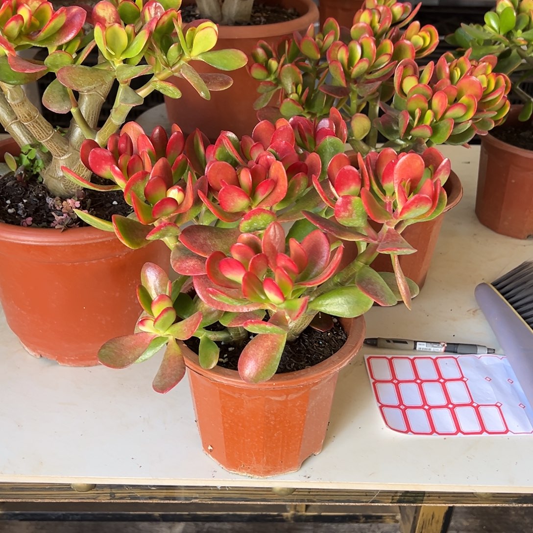 4年黄金花月带盆土发货