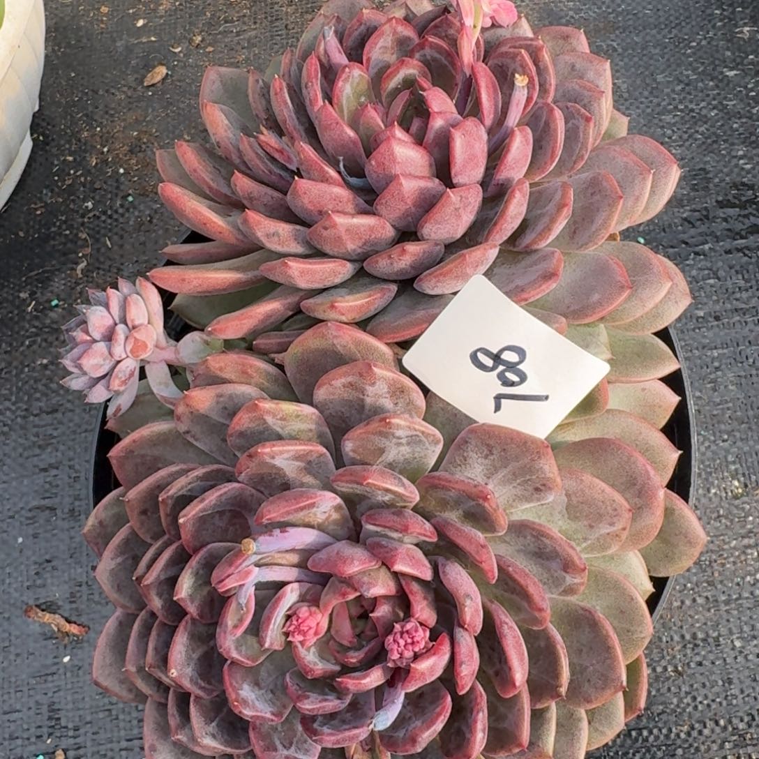 708黑曼巴凡艺多肉