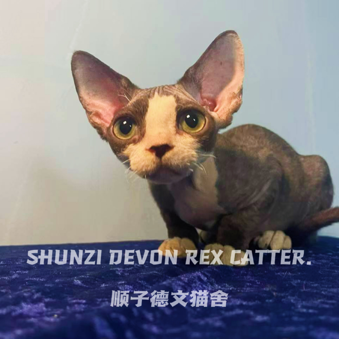 【粉丝回馈】黑白开脸德文卷毛猫弟弟