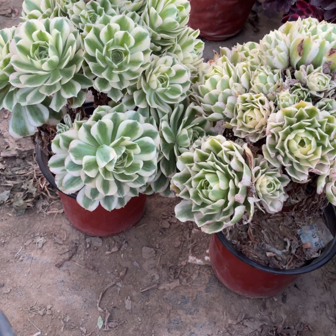 淚**里1000000000000000002