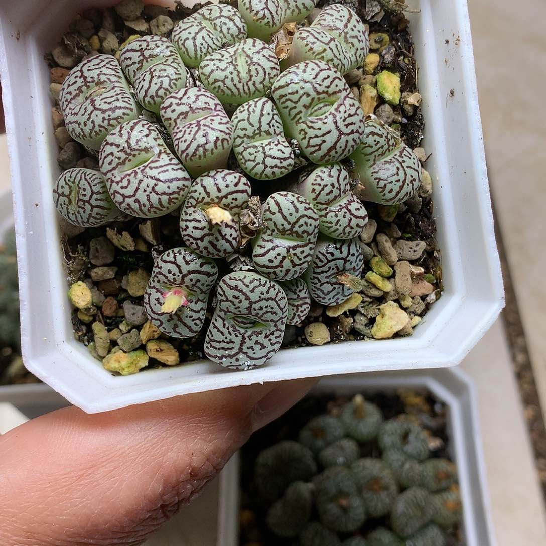K*kE107多肉植物保护研究所