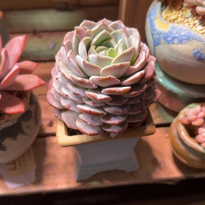 恩宠多肉植物ffhggjjj