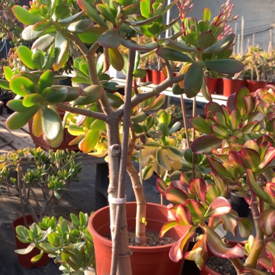 ?****?039紫叶脱土发货