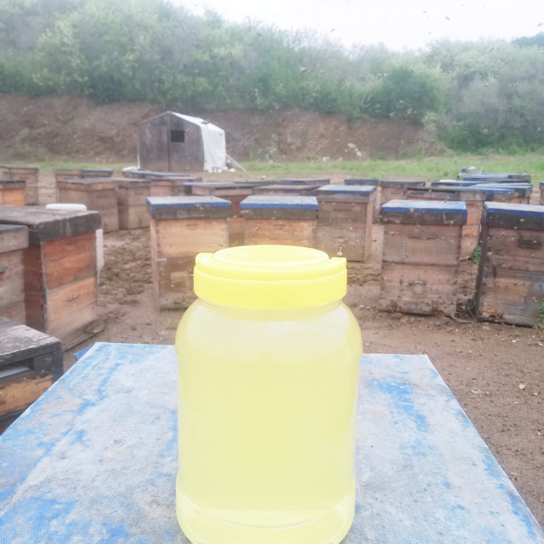 洋槐蜜槐花蜜刺槐蜜农家自产纯正成熟原蜜食用2025新蜜42度