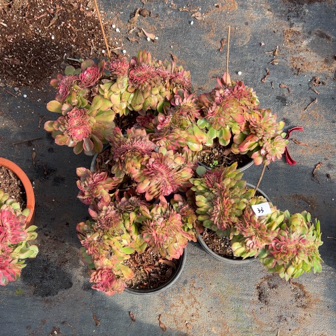 33荔枝缀一颗10多肉