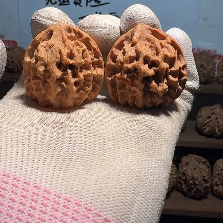 ****r秦岭野生帝王官帽