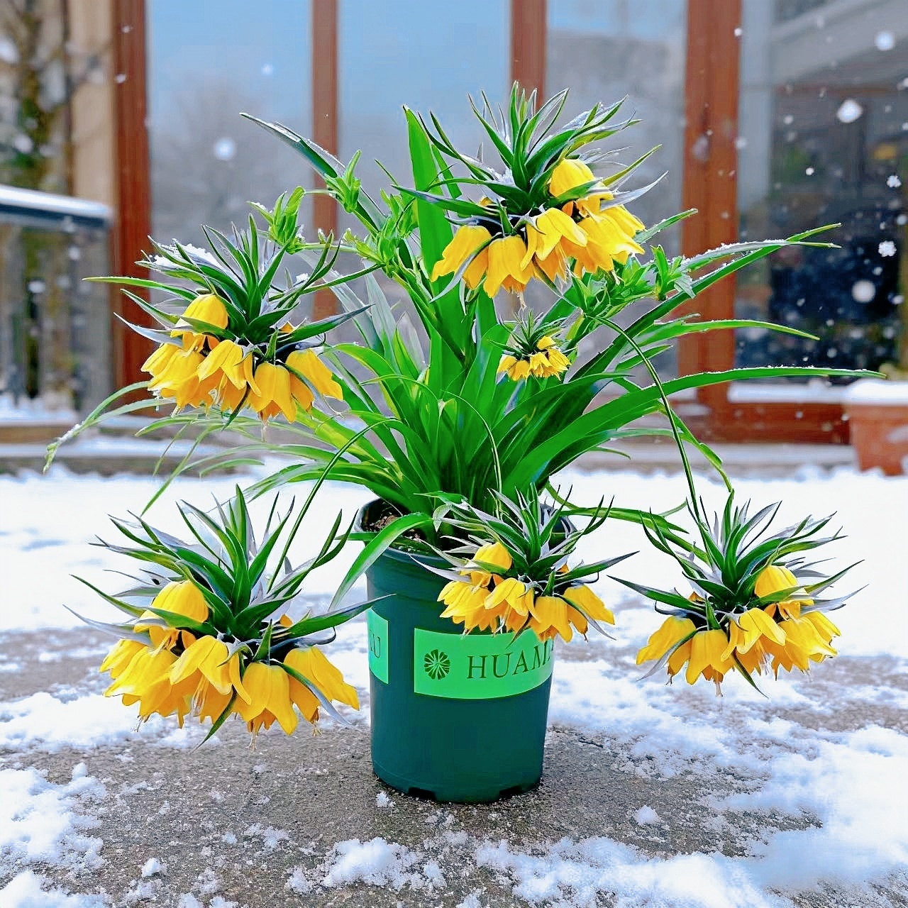 大花浓香朵朵香四季开花耐寒耐热花卉室内外高档家庭盆栽阳台植物