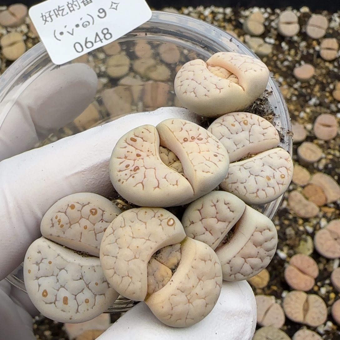 0648。默认脱土。18包邮。偏远88包邮