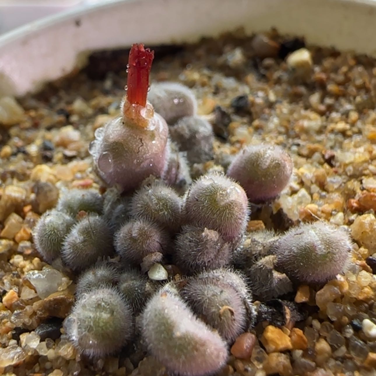 【闪购商品】19096     