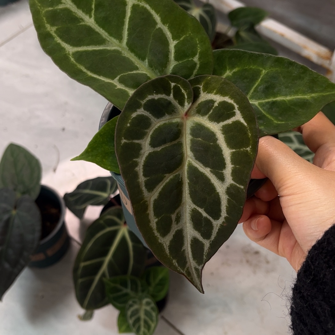 无花朵011 辐射纹杂小钻石