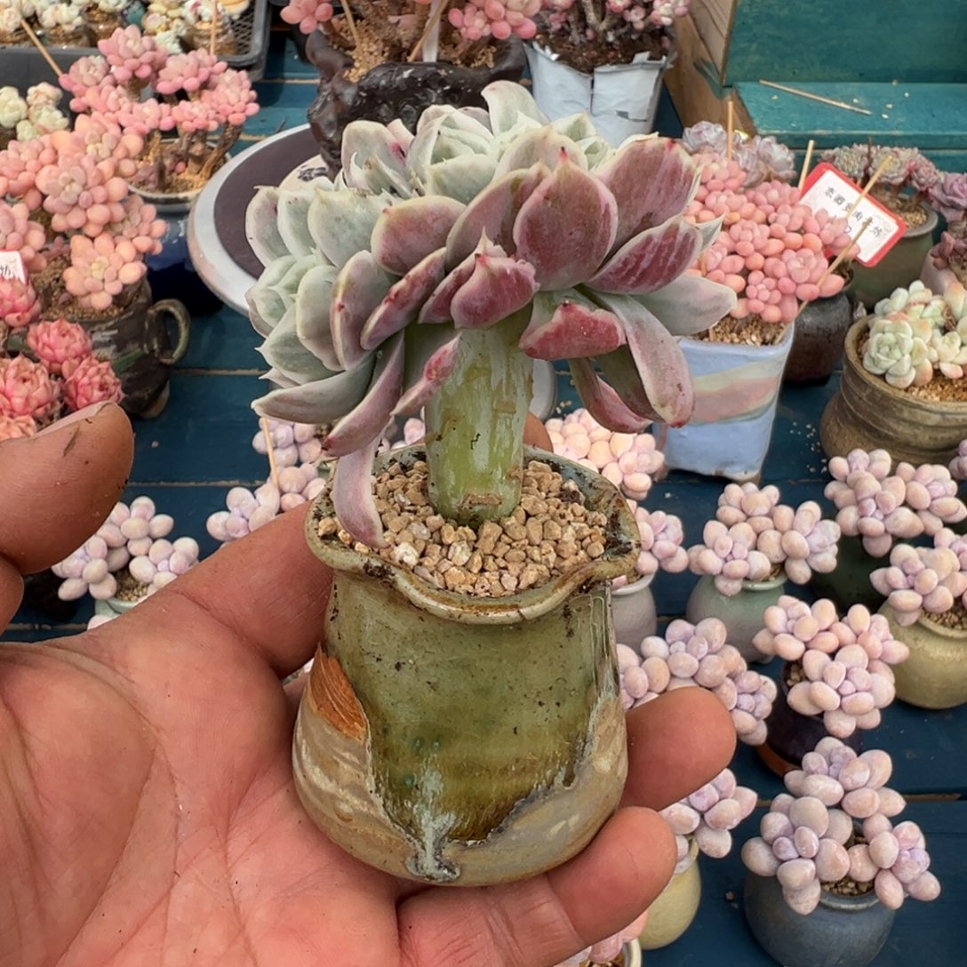 羚***主补差价包邮0000000