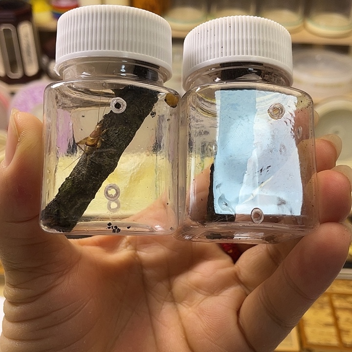 凌***波长须孔雀2（到货拍开箱，须子尾叉不包售后）