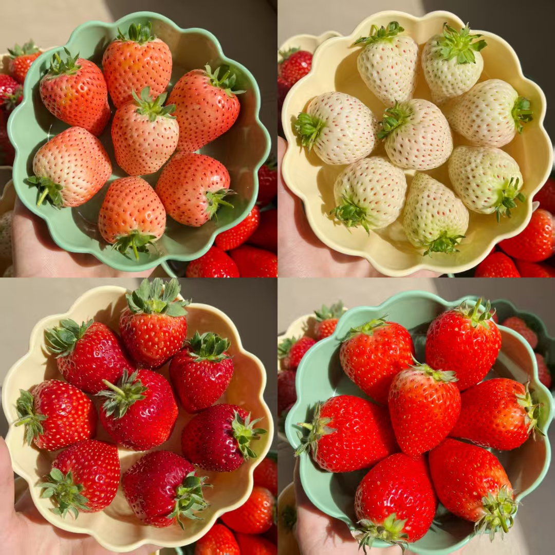 【绿色认证】水果奶油草莓白色恋人粉玉红颜黑珍珠真红美玲送礼