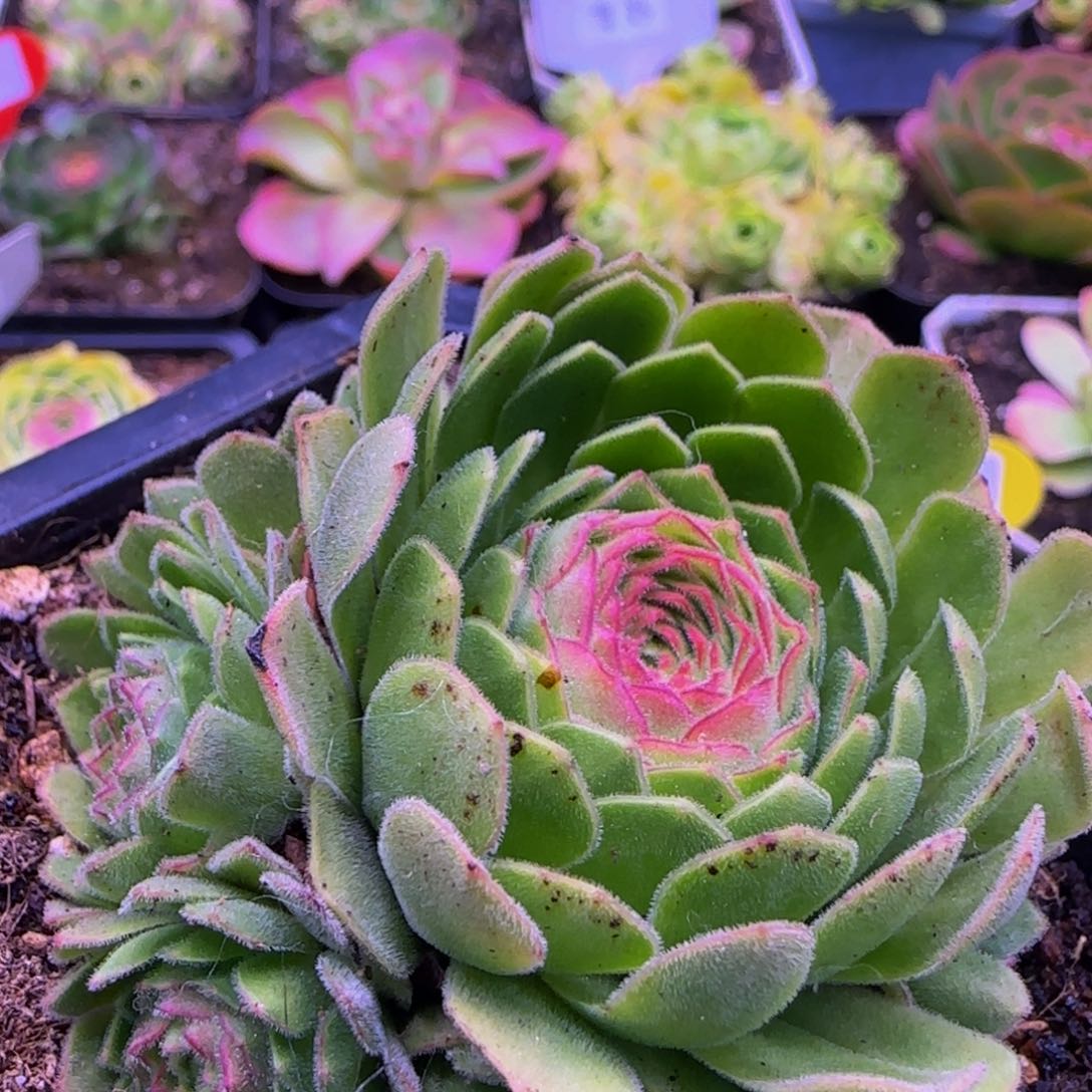 伊人捧花12353535343535653535