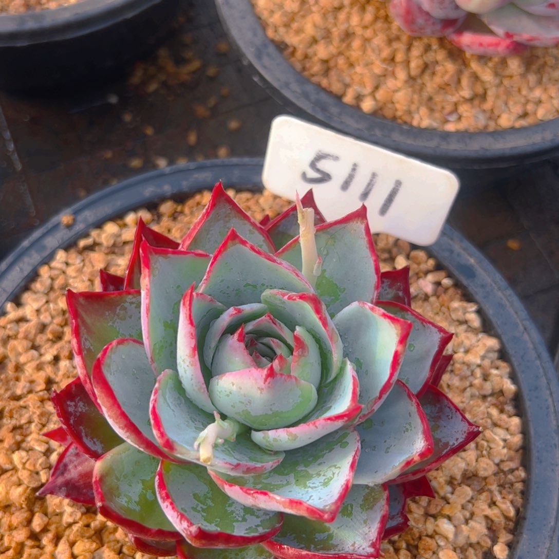 惊鸿仙子一物一拍5111号