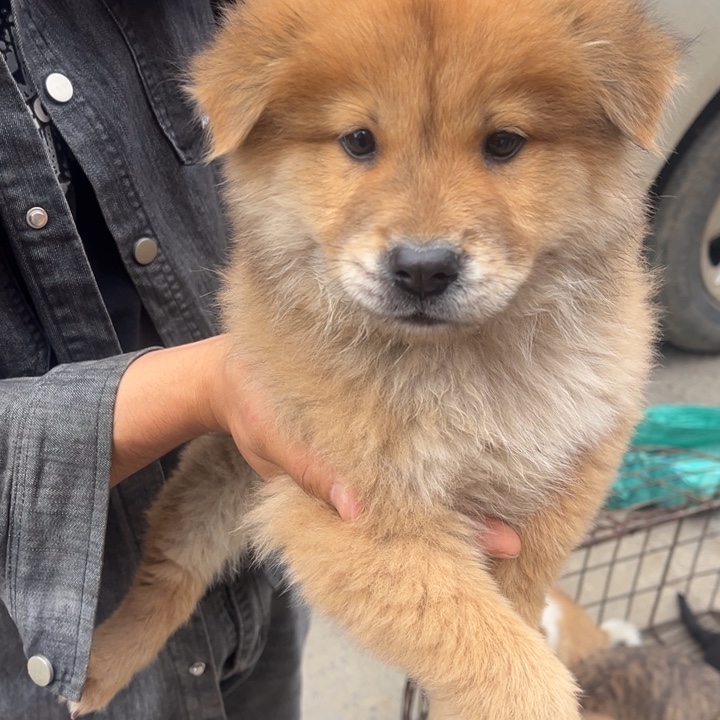 浮***夸中华田园犬黄土松