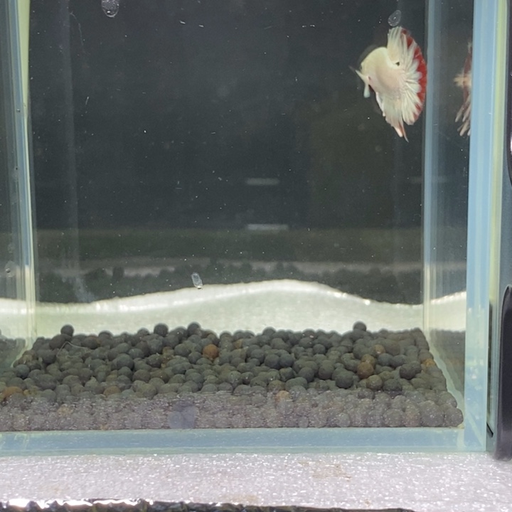 斗鱼泰国斗鱼394号